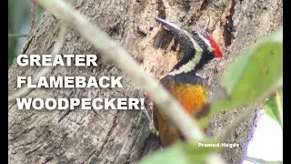 Greater Flameback Woodpecker | Canon M-50 | 4K