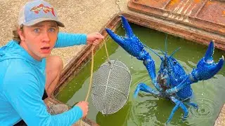 Sewer FISH TRAP Catches RARE Colorful CRAWFISH!
