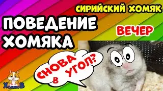 ПОВЕДЕНИЕ ХОМЯКА. ВЕЧЕР.