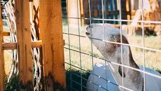 EXTREME bloat in goats: What to do