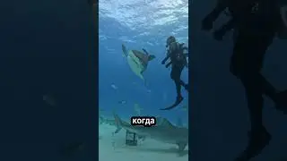 🦈 Why do divers turn sharks belly-up? 