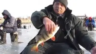 Подборка 2016   нереально огромные окуни