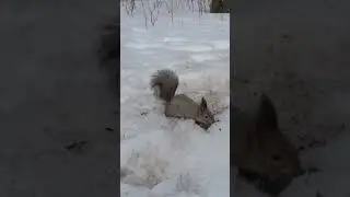 Позвольте, Белка, пару фото? Мы в лес пришли не на охоту!