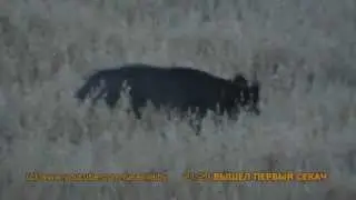 Кабаны на овсах.