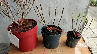 Новинки от euroflora.in.ua