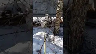 Джек-рассел и кот