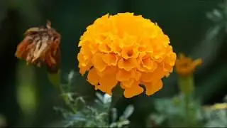 What flowers to plant to EAT later? My TOP-3