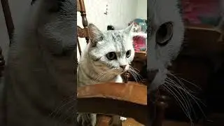 Две новости #cat #смешнойкот #смешныекоты #юмор #shorts