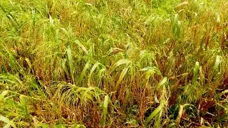 Alternative crops for Kuruvai season