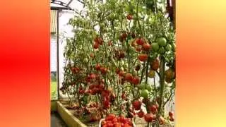 Выращивание помидор в теплице