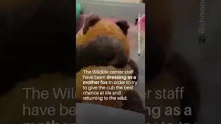 Wildlife Center Staff Dress as Fox to Feed Cub