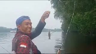 Di Saat Air Berubah Hitam Udang Mulai Kelaparan