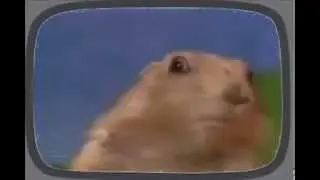 Питер И Хомяк xDD