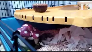 Подарок для Тедди. На 2годика)