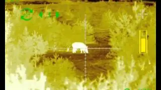 Archer TSA 640 выстрел по кабану