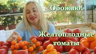 Вот это томаты! Мои самые урожайные желтоплодные томаты низкорослые и высокорослые в этом сезоне