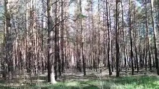 В Красноярско - Чернолученской курортноой зоне...