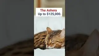 The most expensive cats in the world 2021 (part 1) #shorts