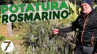 Potatura del Rosmarino come e quando e le sue proprietà