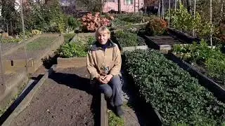 Компост на грядке| Повышаем плодородие почвы