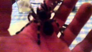 A.Geniculata
