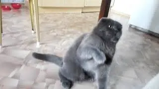 Кот который не любит людей