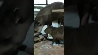 капибара