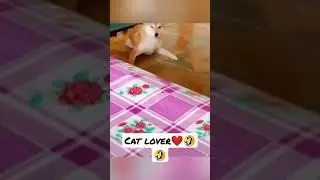 #cat #catlovers #viralshorts #video #viral #viralvideo #animals