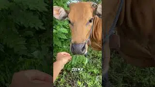 1$ за ночь на Бали