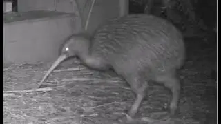 A busy night at the Kiwi nest.