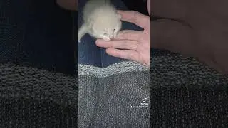 #милыйкотик#funnyvideo