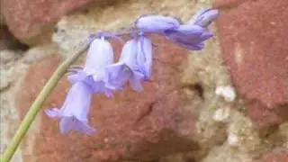 tulipani e... non solo