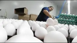 Planta de Huevos Doña Isabel 360