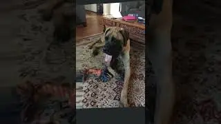dogs are replaceable… #phonk #music #edit #fyp #fypシ゚viral #viral #shorts #dog
