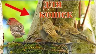 видео для кошек, развлекать вашего кота