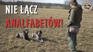 A duo of German Shorthaired Pointers at work - this is how Jacek Smoczyński trains