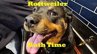 Rottweiler Bath Time