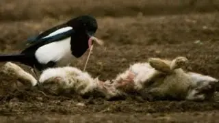 Air Rifle Hunting, Laying A Trap For Crafty Corvids