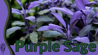The Ultimate Guide to Purple Sage!