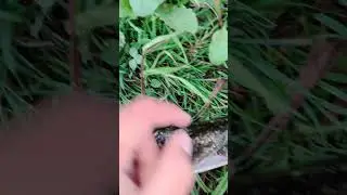 #щука
