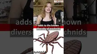 This prehistoric arachnid had spiked legs!