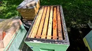 Пчёлы . Подсадка Маток дорогих#пчеловодство #automobile #пасека