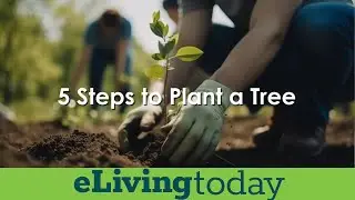 5 Steps to Plant a Tree