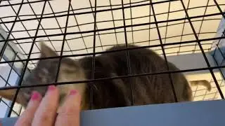 Lloyd Kitty Mail!