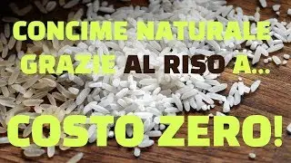 Natural fertilizer at no cost thanks to rice!