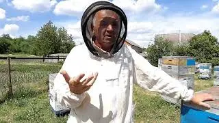 Мифы о роении пчёл.