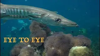 Why Sail Rock is the Best Dive Site Underwater video
