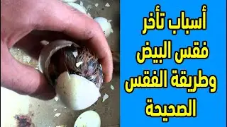 اسباب تأخر فقس البيض وازاي تخلي البيض كله يطلع من غير اي مشاكل ويكبر ويبقى انتاجه عالي بهذه الطريقة