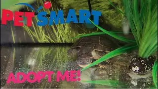 African Sideneck Turtle | A PetSmart Exclusive!