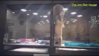 Komik Video 18